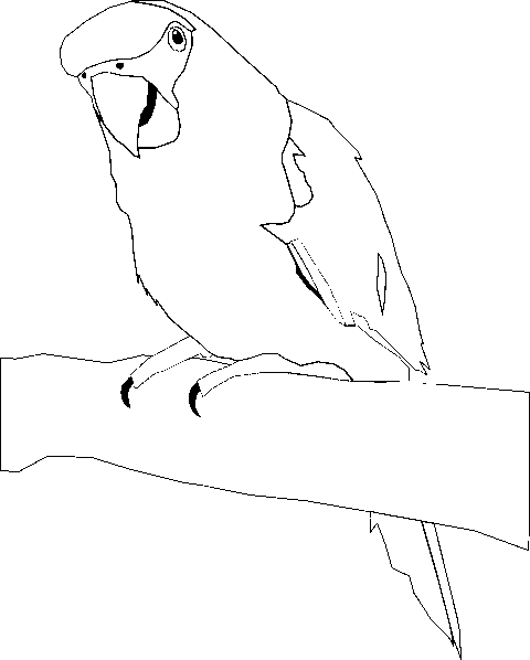 Tropical Parrot Coloring Page